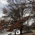 Quercus coccinea Συνήθη χαρακτηριστικά