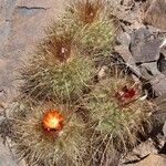 Parodia aureicentra Hábito