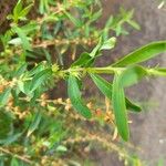 Heimia salicifolia Hoja