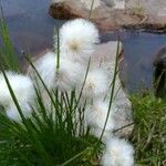 Eriophorum scheuchzeri Fula