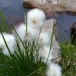 Eriophorum scheuchzeri Flower