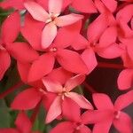 Ixora chinensis Fleur