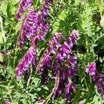 Vicia eriocarpa Blodyn