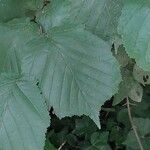 Corylus cornuta ഇല