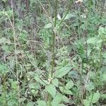 Bidens pilosa Habit