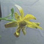 Ranunculus cortusifolius Virág