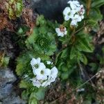Saxifraga pedemontana Λουλούδι