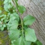 Cardamine hirsutaLeaf