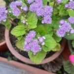 Ageratum houstonianumപുഷ്പം