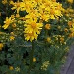 Senecio squalidus Кветка