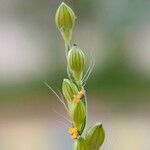Urochloa setigera Flor