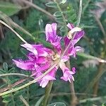 Astragalus onobrychis Virág