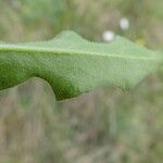 Leontodon tuberosus Blad