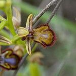Ophrys speculum Квітка
