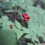 Actaea rubra फल