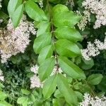 Ligustrum sinense برگ