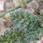 Erodium lebelii ഇല