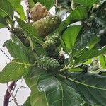 Morinda citrifolia 果實