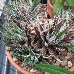 Haworthia attenuata পাতা