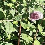 Spiraea douglasiiCvet