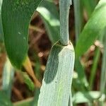 Triticum turgidum Hoja