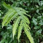 Pteris fauriei Ліст