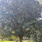 Quercus michauxii Habit