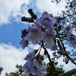 Paulownia tomentosaFloro