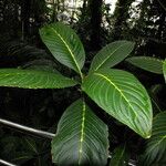 Sanchezia parvibracteata Leaf