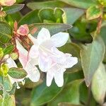 Abelia × grandifloraBlomst