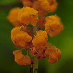 Senna alata Flower