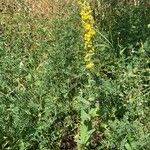 Verbascum chaixii Habit