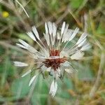 Taraxacum obovatum 果實