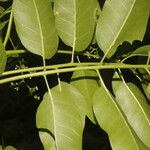Cedrela odorata Blatt