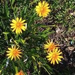 Gazania linearis花