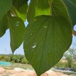 Grewia asiatica Leaf