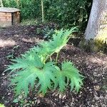 Rheum palmatum Blad