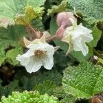 Rubus tricolor Flower