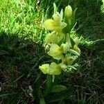 Dactylorhiza insularis Flower