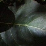 Roupala montana Leaf