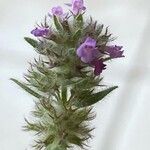 Micromeria nervosa Flor