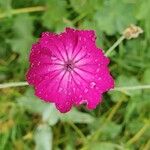 Lychnis coronariaFlor