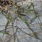 Digitaria ischaemum Habit