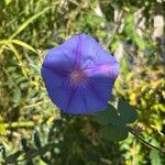 Ipomoea indicaफूल