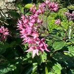 Clerodendrum umbellatum Flower