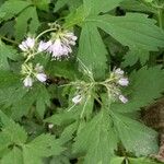 Hydrophyllum virginianum Kukka