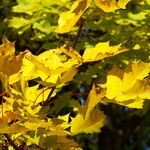 Acer pictum Leaf