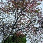 Cassia grandis Flower