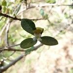 Fernelia buxifolia Õis