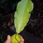 Clarisia biflora Likasa